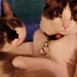 Meet your Posher, Pamela